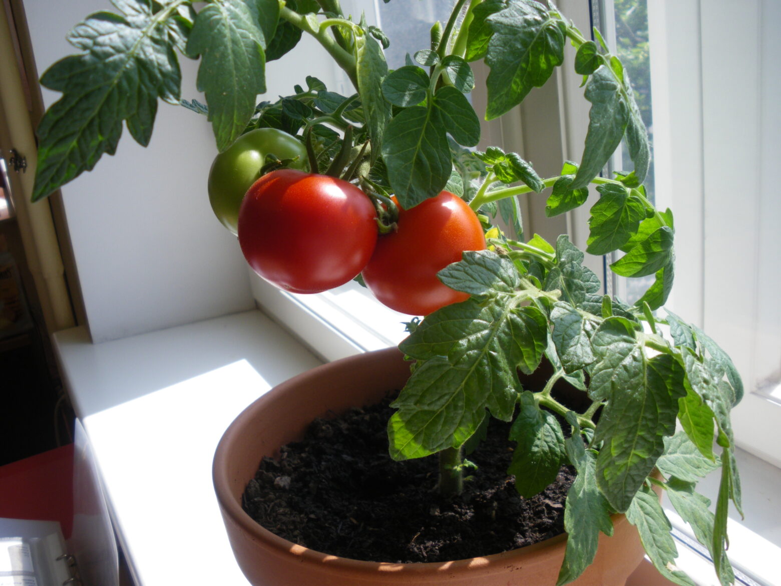 Esimesed tomatid aknalaualt